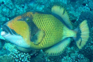 Balistoides viridescens - Riesen-Drückerfisch (Riesendrücker, Titan Drückerfisch)